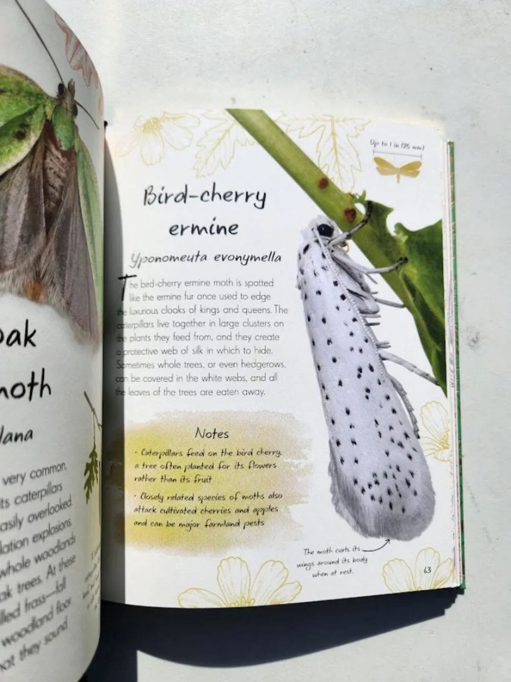Anthology of Butterflies and Moths from Around the World Hardcover Book